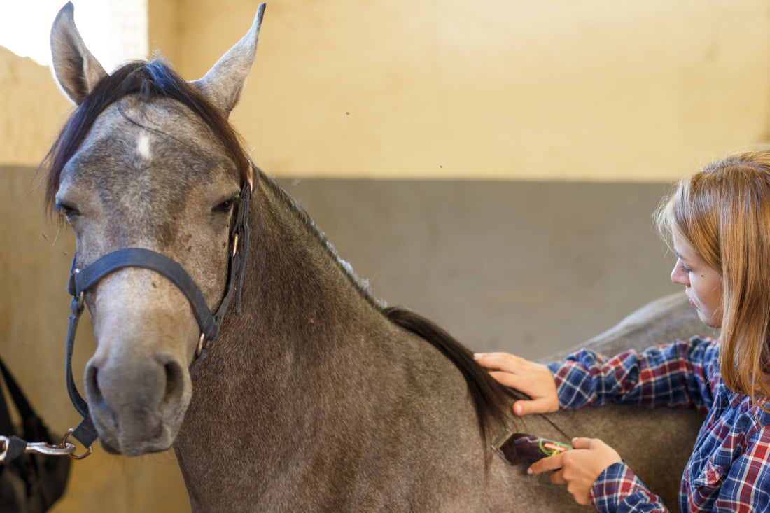 Worauf Man Beim Kauf Einer Pferdeschermaschine Achten Sollte